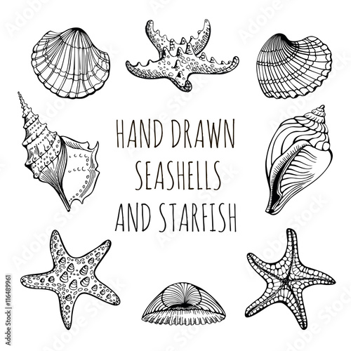 Vector set: Seashells, Starfish, marine life. Hand drawn sketch on  white background