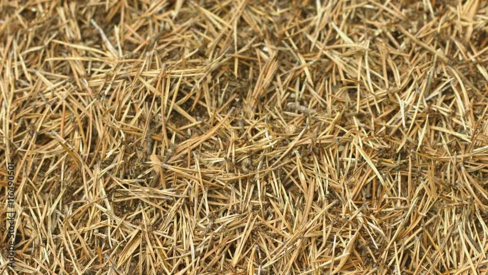UHD video - Red forest ants on an anthill UHD video - Red forest ants on an anthill