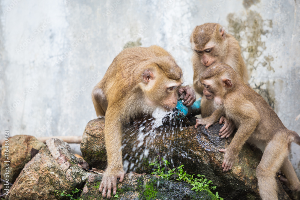 Naklejka premium Monkey drinking water from blue pipe