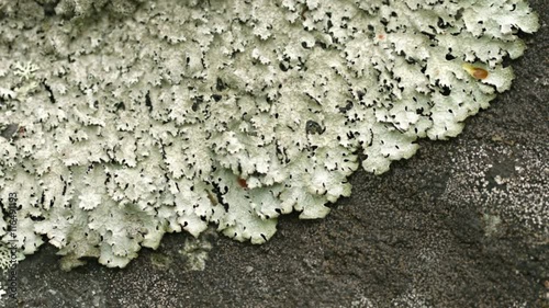 UHD video - Lichen on rock surface in the northern woods photo