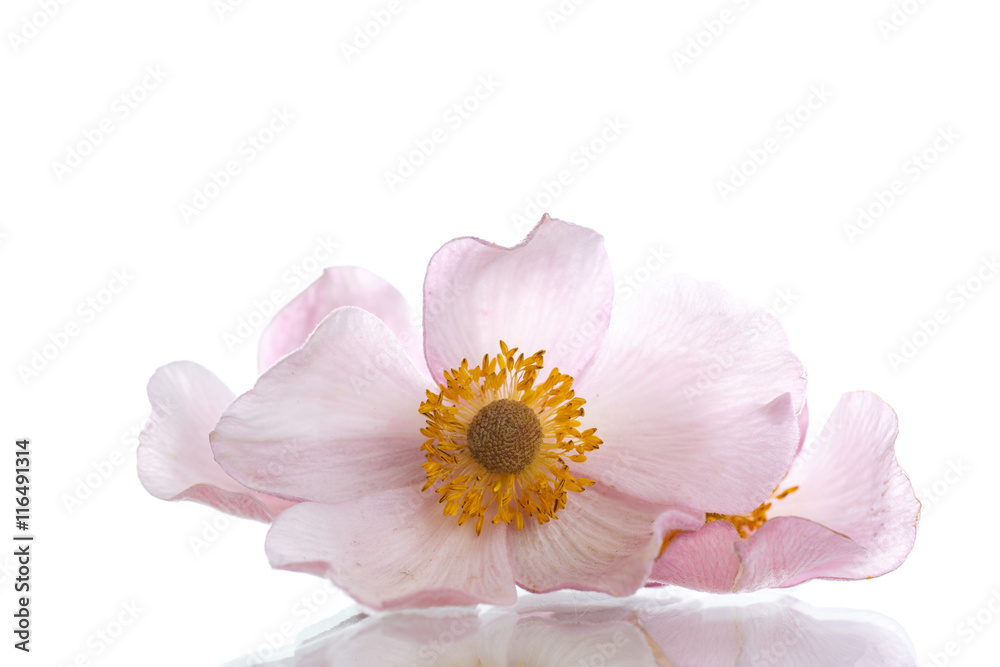 Fototapeta premium Summer pink flower