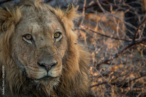 A male Lion starring in the Kruger National Park.