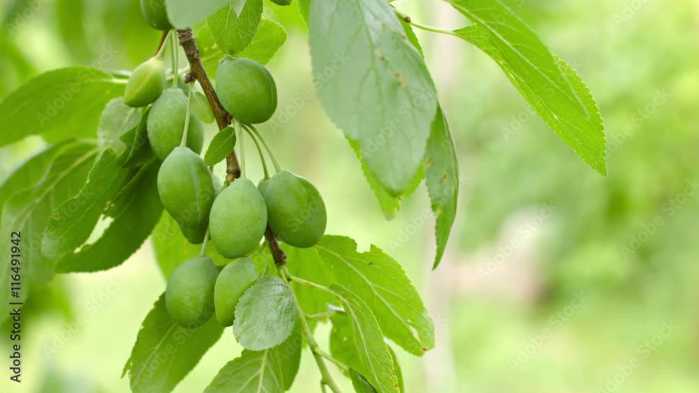 UltraHD video - Branch of plum tree with green fruits close up UltraHD video - Branch of plum tree with green fruits close up