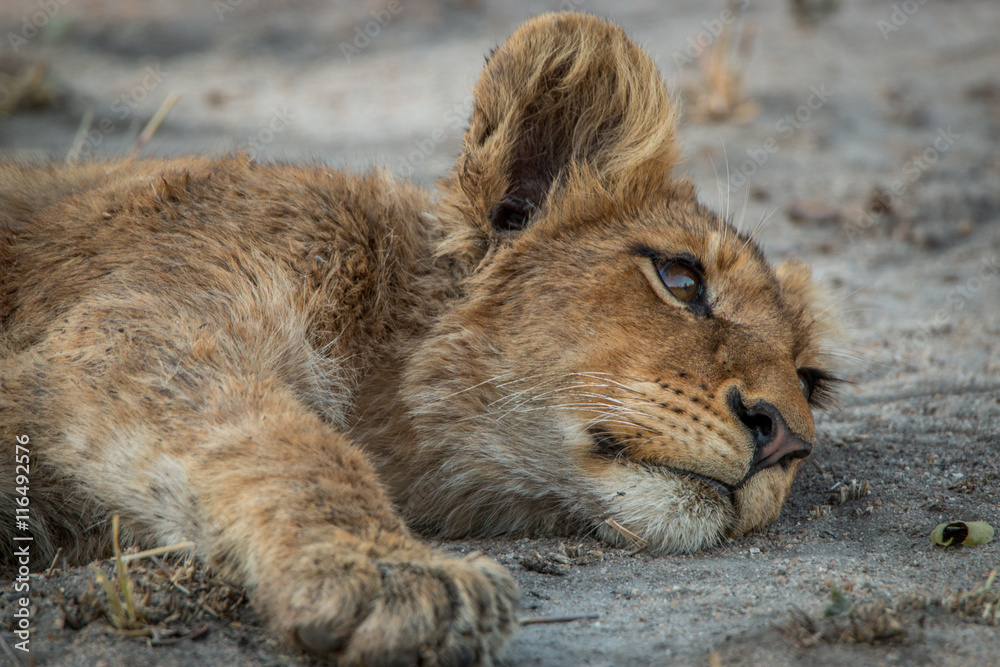 Lion cub laying down in the Kruger National Park. Lion cub laying down in the Kruger National Park.