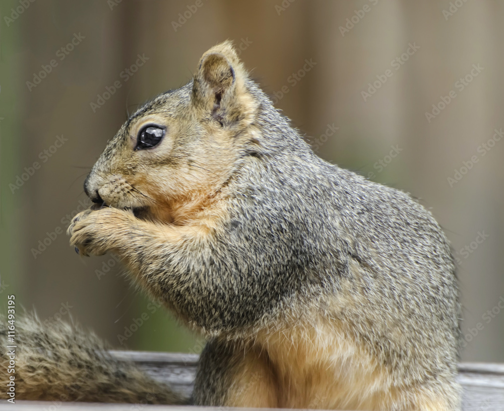 Obraz premium Red Squirrel Eating