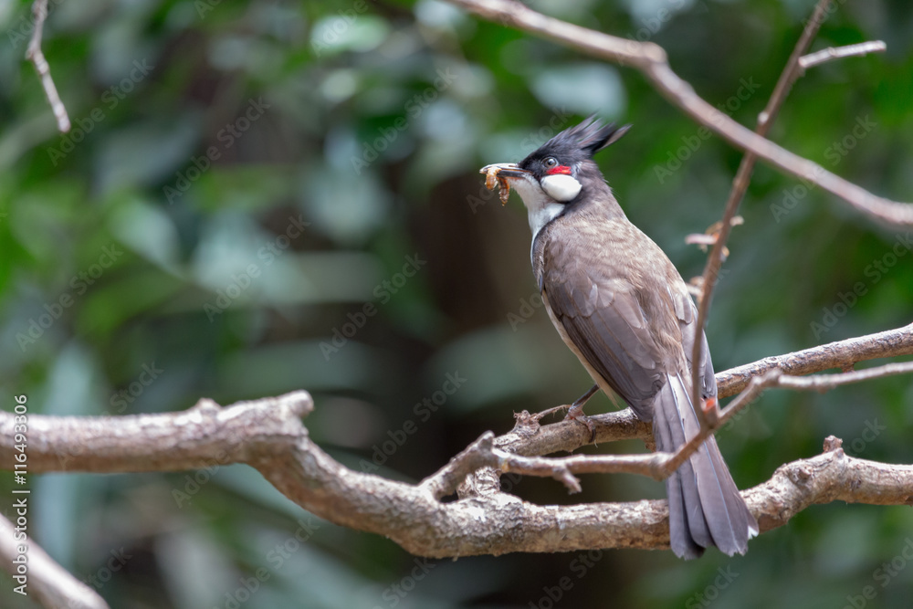 Fototapeta premium Rotohrbülbül