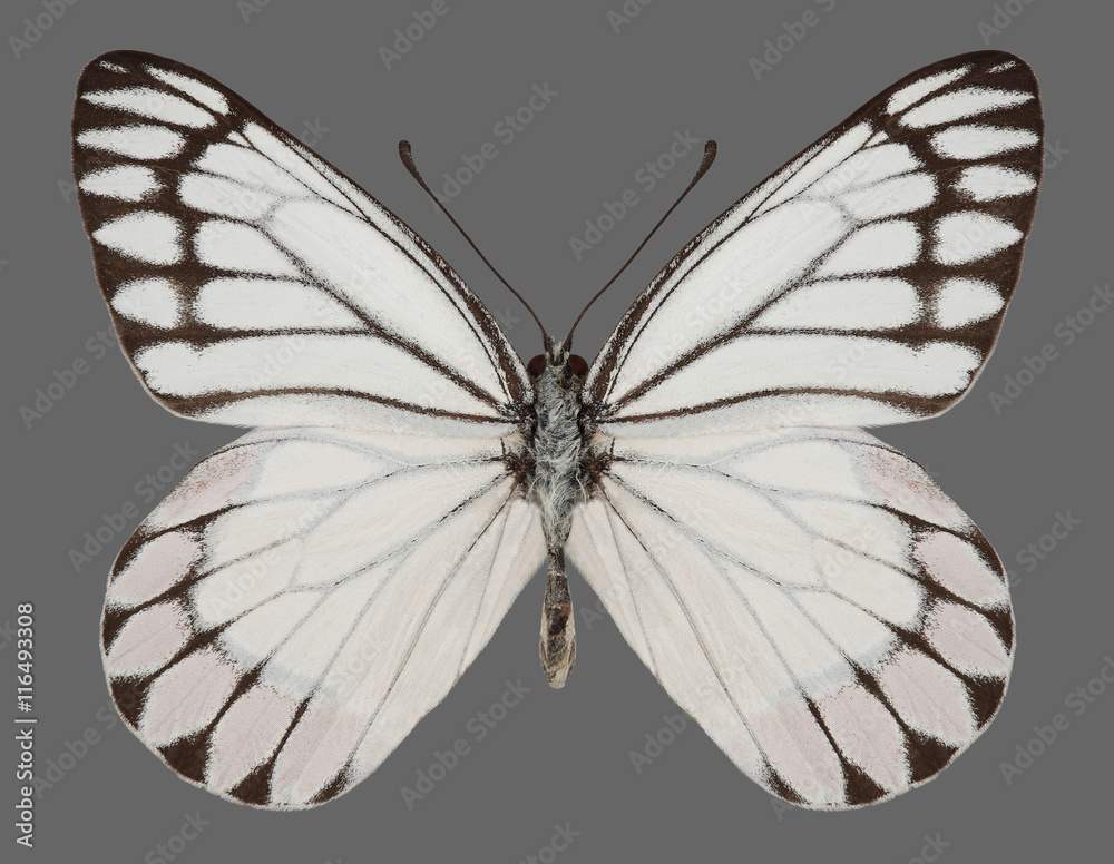 Obraz premium Butterfly Delias eucharis (Common Jezebel) on a gray background