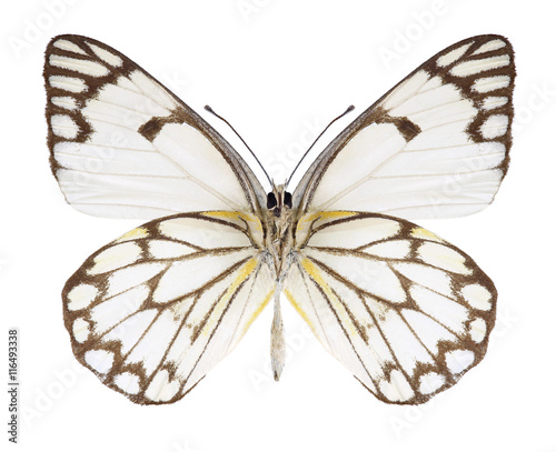 Butterfly Anaphaeis aurota (male) (underside) on a white background