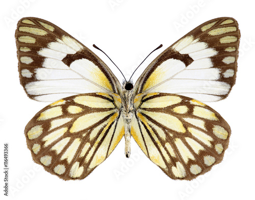 Butterfly Anaphaeis aurota (female) (underside) on a white background