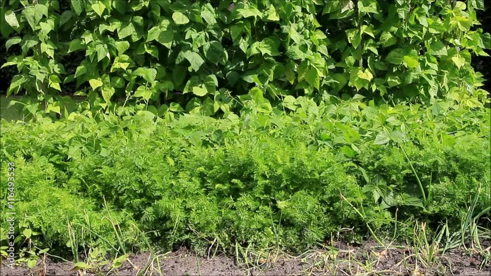 vegetable garden, growing bean onions and carotts
vegetable garden, growing bean onions and carotts