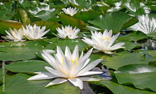 Fotografie Weiße Seerose - white water lily - Nymphaea alba