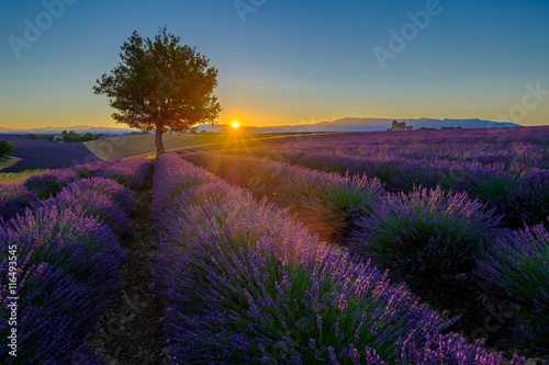 Lavender field at sunrise in Provence  France