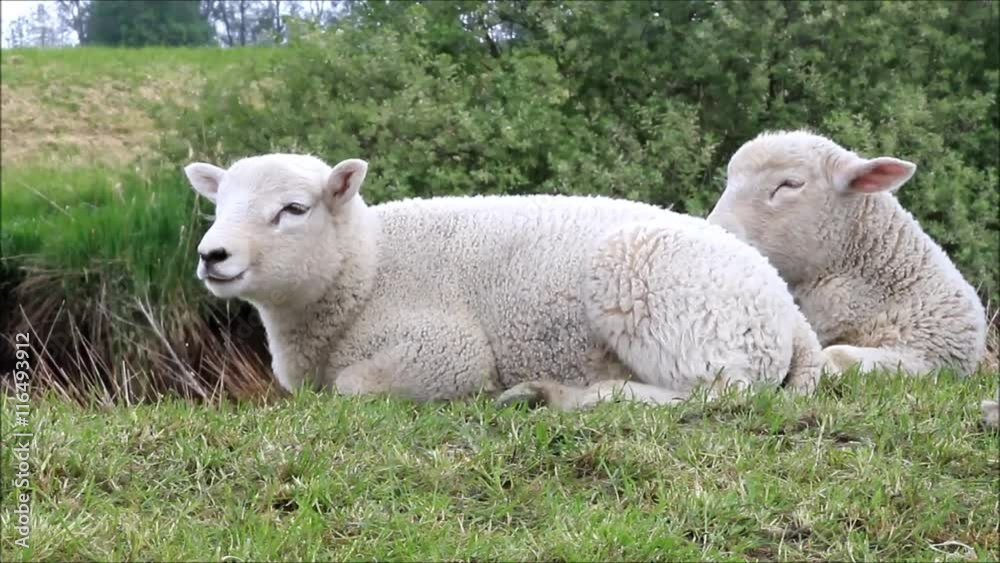 cute white lamb ruminating, close up
cute white lamb ruminating, close up