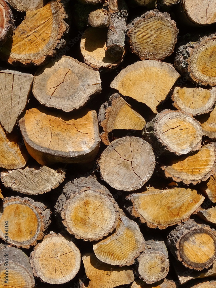 Wood. A cross section by a trunk. Wood. A cross section by a trunk.