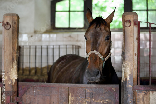 Horse in the vintage stable