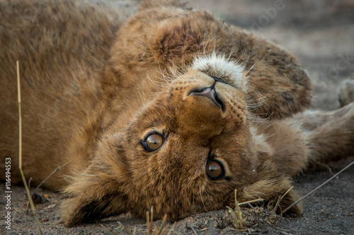 A Lion cub laying on his back and starring.