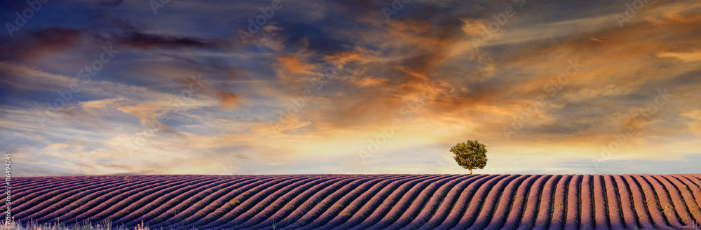 Panoramic view of Lavender field. Summer sunset landscape with tree