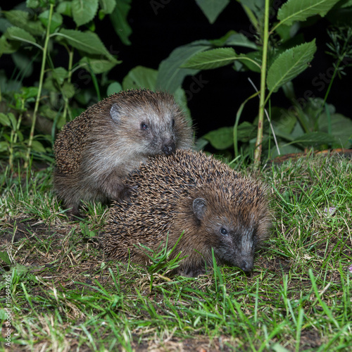 Couple of hedgehogs procreating