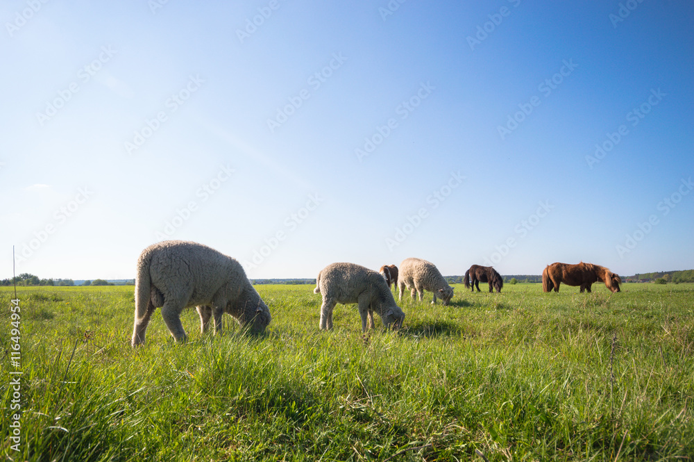 horse horse