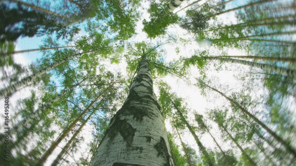 Video UHD - Amazing rotation around a birch in a summer forest. Sunny day