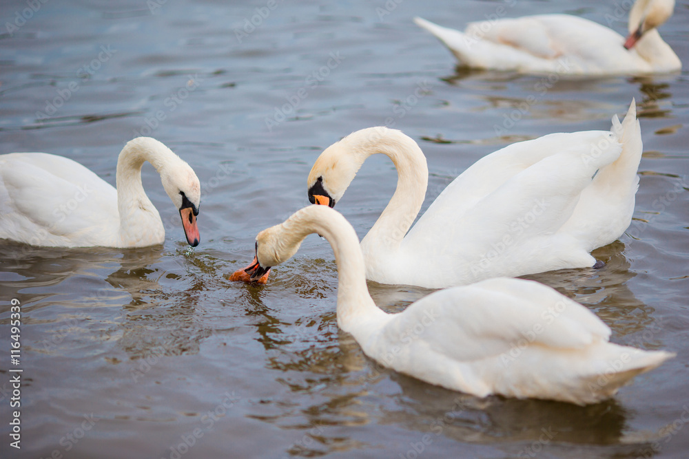 Beautiful swans in Prague river Vltava and Charles Bridge on the background. Karluv Most and white swans Beautiful swans in Prague river Vltava and Charles Bridge on the background. Karluv Most and white swans