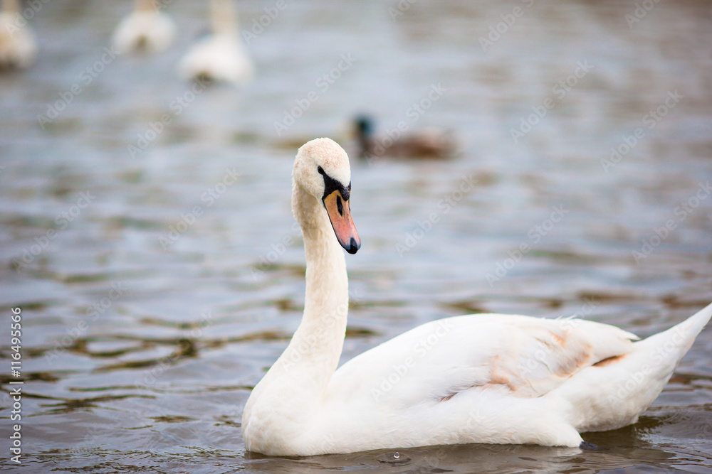 Beautiful white swan in Prague river Vltava and Charles Bridge on the background. Karluv Most and white swans Beautiful white swan in Prague river Vltava and Charles Bridge on the background. Karluv Most and white swans