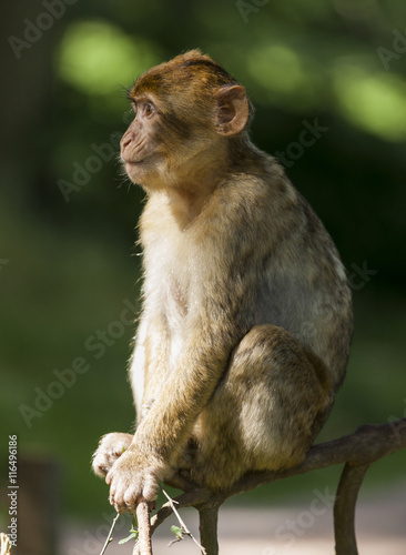 Barbary Macaques, Monkey. Native to the mountains of Morocco and Algiers. Single monkys, groups, young and babies. playing, climbing, feeding and grooming. © coxy58