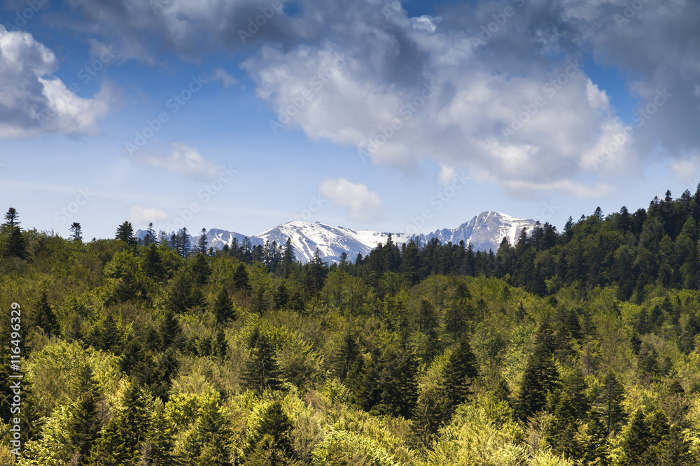 Forests in the Carpathian Mountains Forests in the Carpathian Mountains