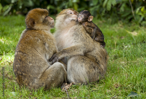 Barbary Macaques. Monkeys native to the mountains of Morocco and Algeria. Single animals, groups, young, babies, climbing, groomimg, feeding and playing. © coxy58