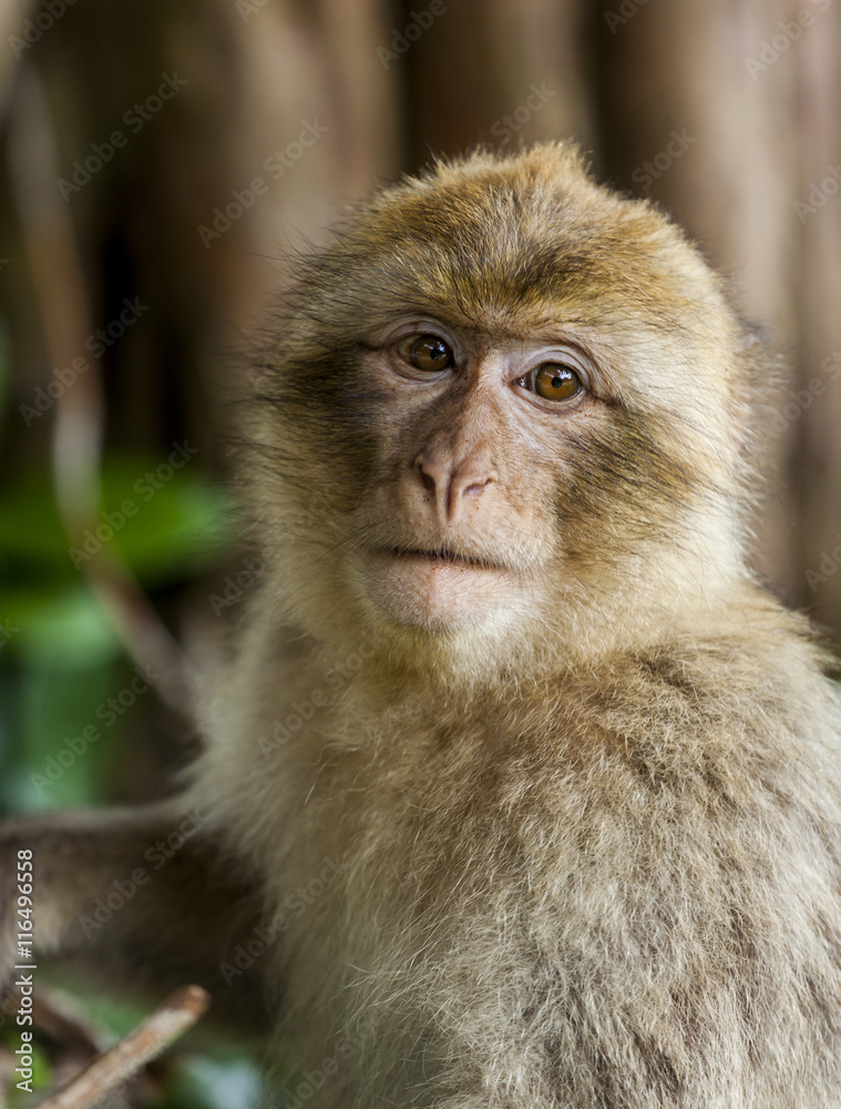 Barbary Macaques. From the mountains of Morocco and Algeria. Single monkeys, family, groups with young. Barbary Macaques. From the mountains of Morocco and Algeria. Single monkeys, family, groups with young.