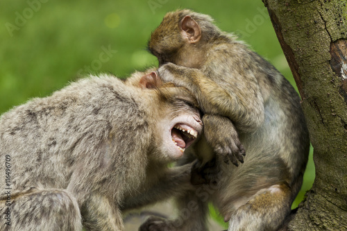 Barbary Macaques. From the mountains of Morocco and Algeria. Single monkeys, family, groups with young. © coxy58