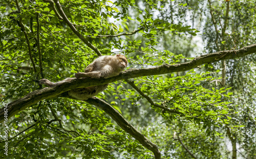 Barbary Macaques. From the mountains of Morocco and Algeria. Single monkeys, family, groups with young.