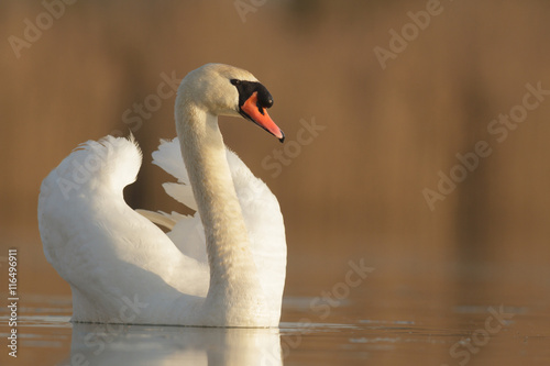 swan