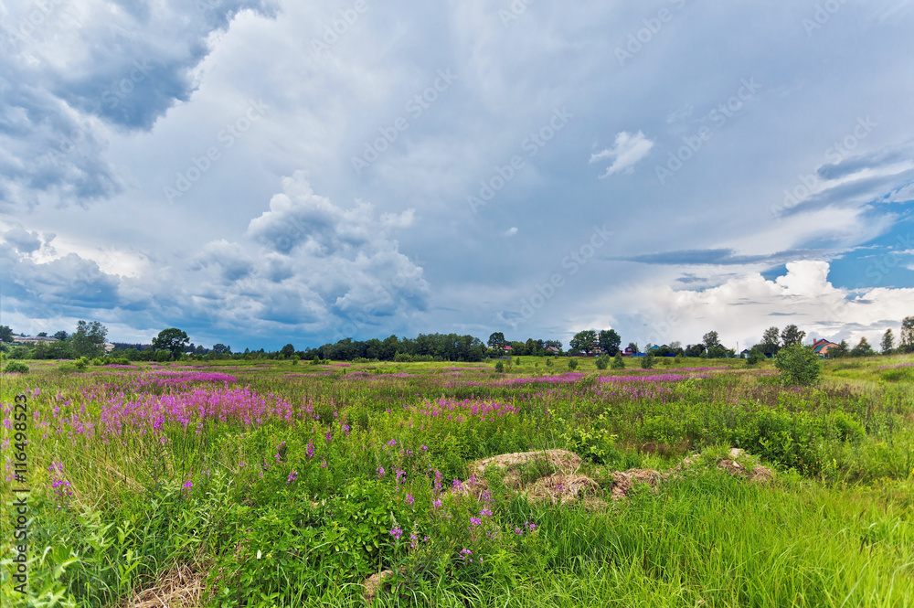 Obraz premium Summer field under gloomy sky