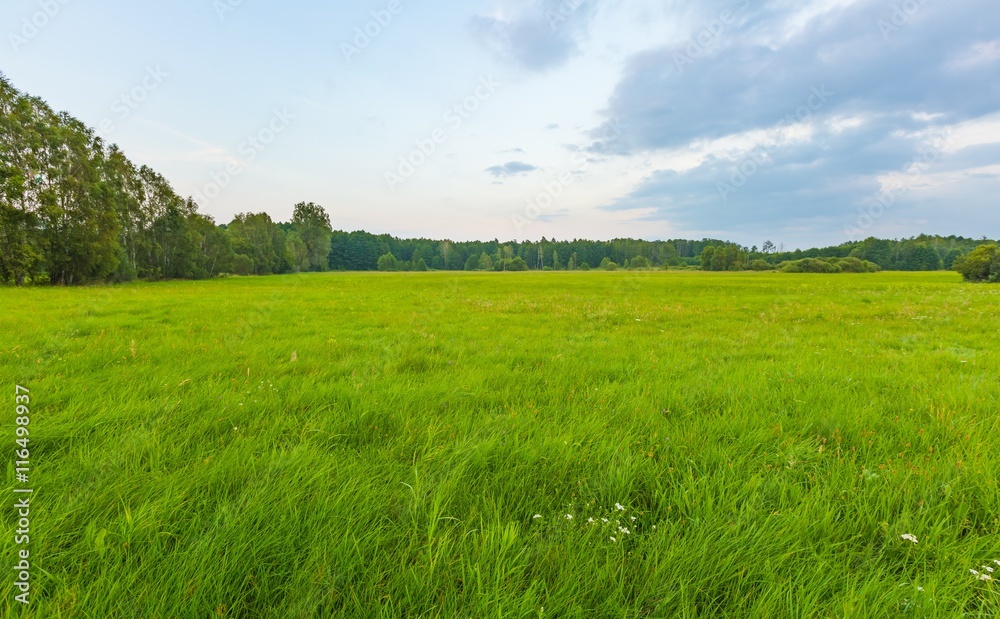 Wild meadow at evening landscape.
