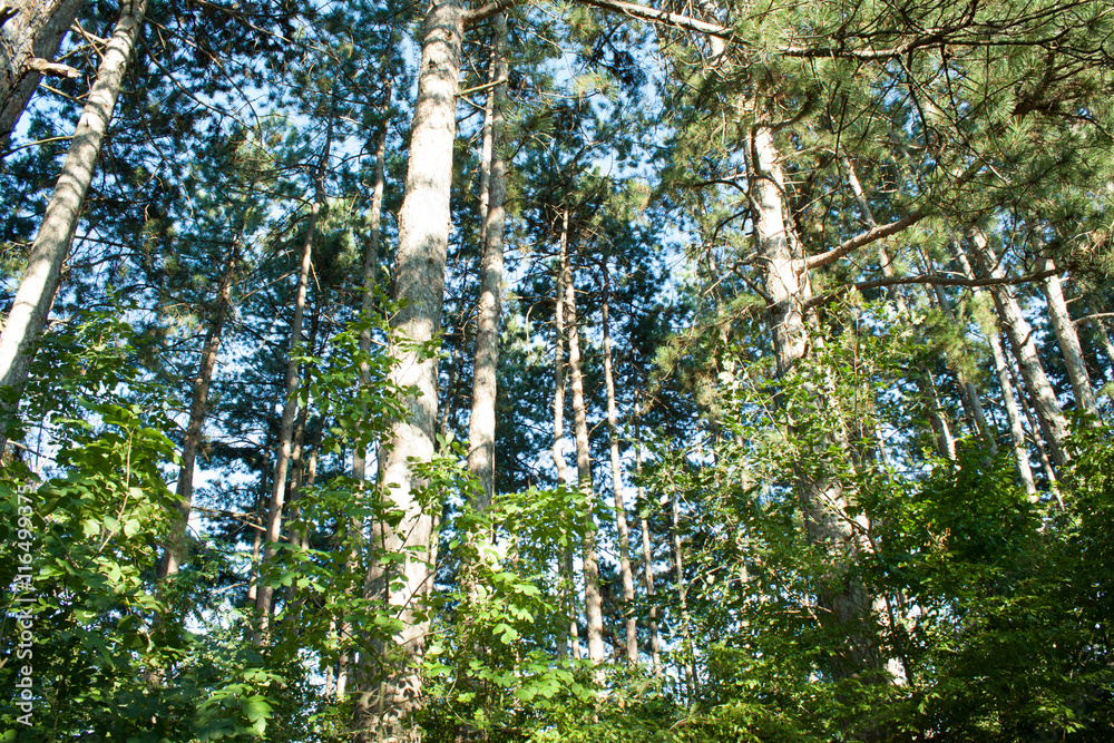 Fototapeta premium A pine forest in serbia,beautiful green forest.