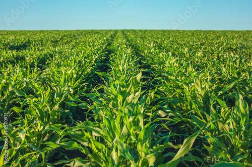 Summer day highlights the agricultural field, which is growing in neat rows, high, green, sweet corn. Background. The family of cereals and grain crops photo