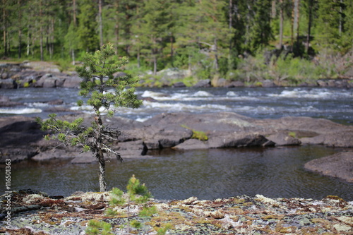 Stones and spruce at the Swedish river Ammeraan