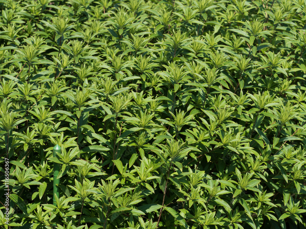 ホソバオケラ