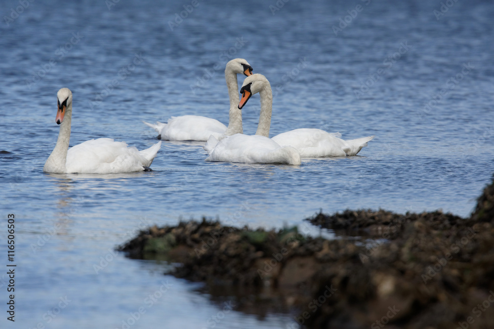 Mute Swan, cygnus olor Mute Swan, cygnus olor