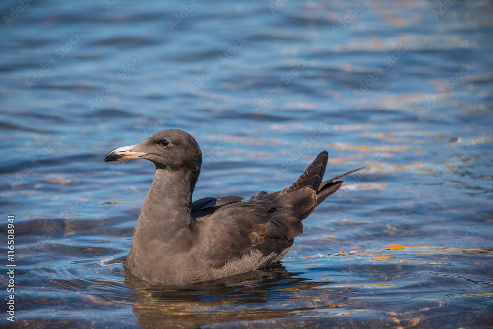Fototapeta premium Juvenile Heerman's Gull waits patiently for a chance to find food.