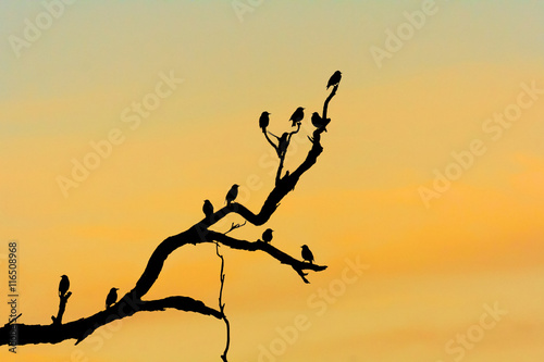 Silhouette of birds in tree on dusk.