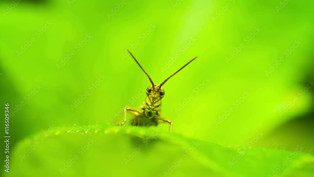 Video UHD - Small grasshopper sitting on a leaf of a plant close up Video UHD - Small grasshopper sitting on a leaf of a plant close up