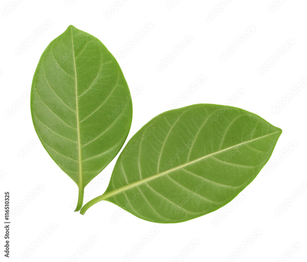 Obraz premium Green jackfruit leaf isolated on white background