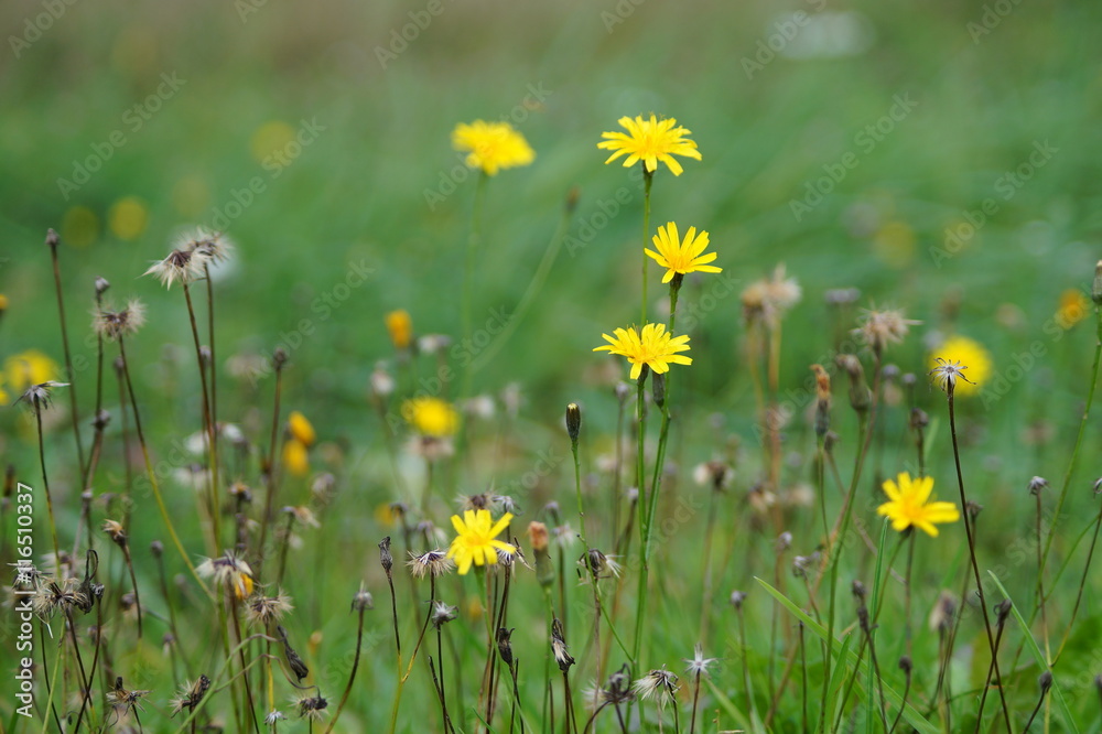 Cat's ear (hypochoeris radicata) - in the meadow. Cat's ear (hypochoeris radicata) - in the meadow.