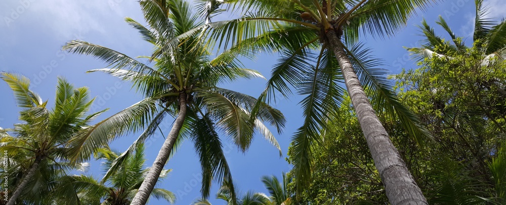 Obraz premium Palmtrees in the sky