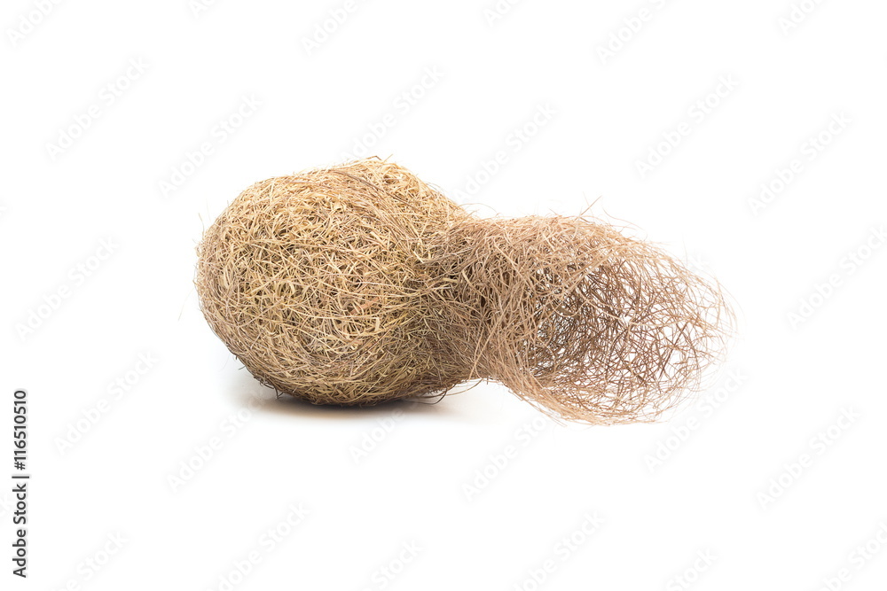 Baya weaver bird nest, on white background.