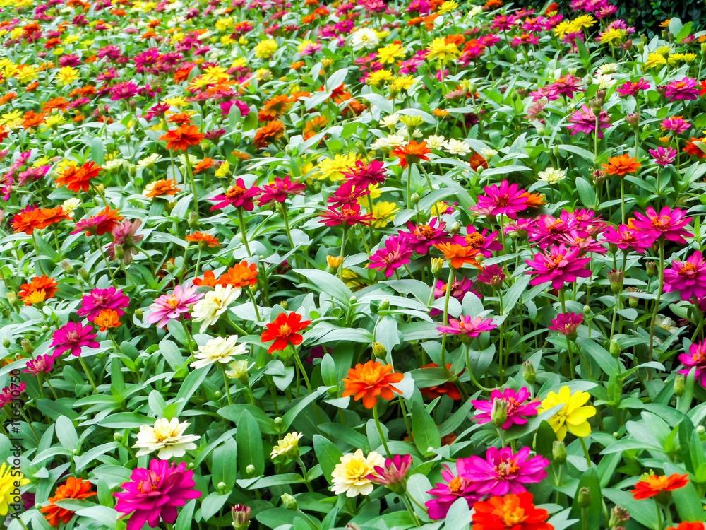 The zinnia flower is Among one of the easiest flowers to grow