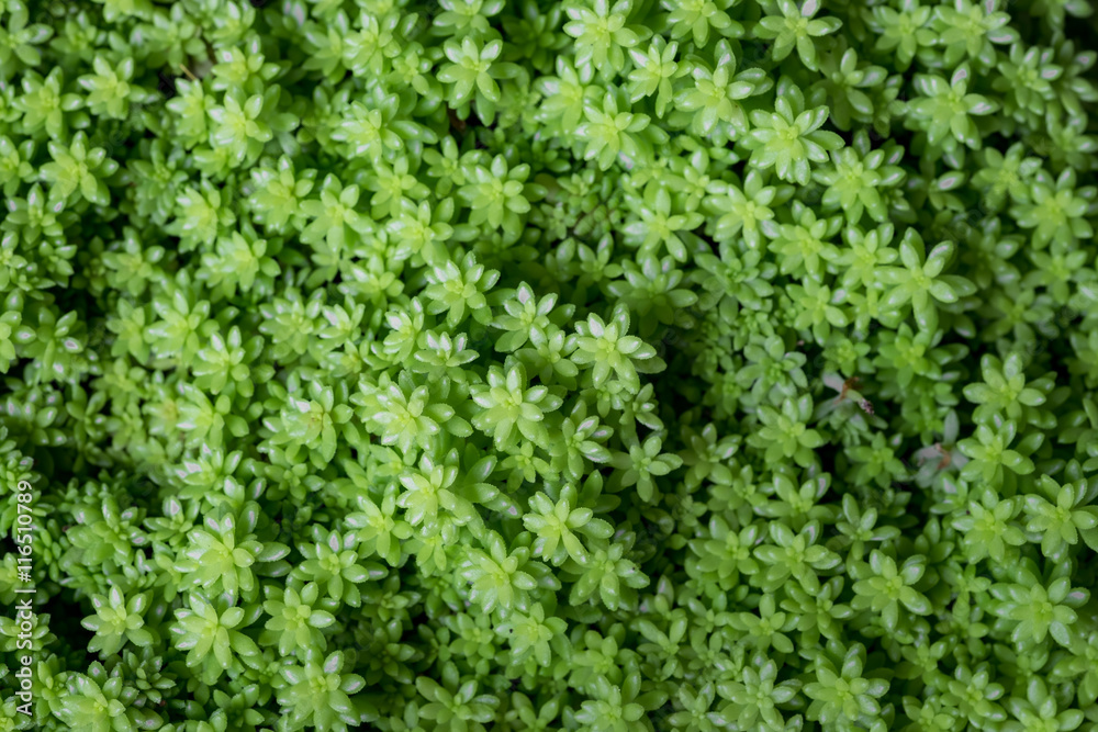 Little green plant background. Little green plant background.