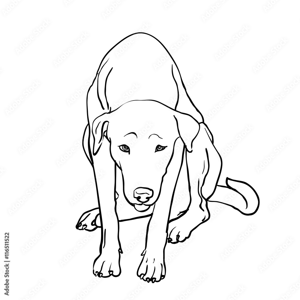 Drawing of sad stray dog Drawing of sad stray dog